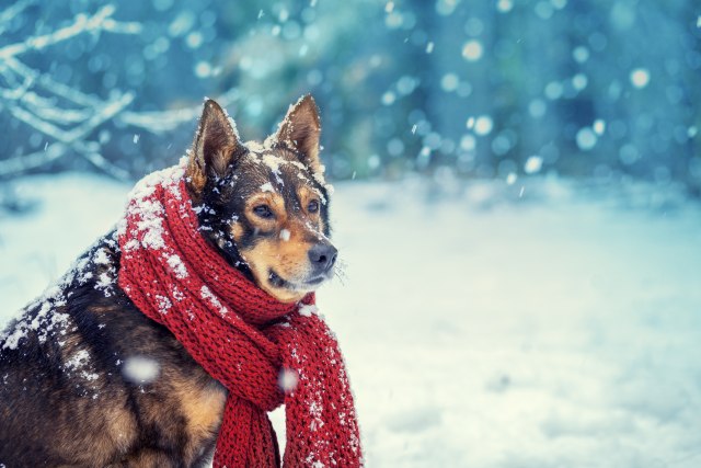 KAKO DA PREPOZNATE DA LI JE VAŠ PAS ZDRAV: Veterinarka otkriva 8 ključnih znakova koje svaki vlasnik mora da zna!