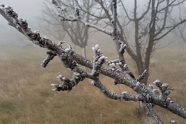Mraz doneo minimalnu štetu zasadima voća